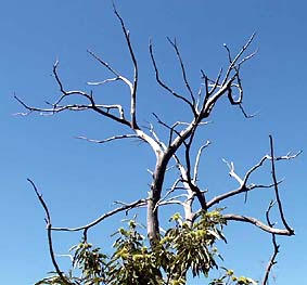 Ch&acirc;taignier r&eacute;surection