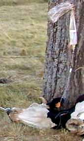 d&eacute;tail perfusion