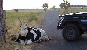 vache encore couch&eacute;e
