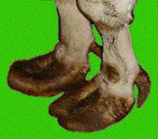 detail pieds fourbus