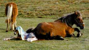 poulinage provoqu&eacute;