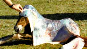 poulain encapuchonn&eacute;