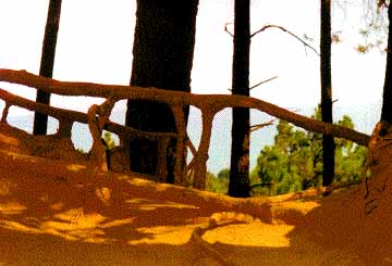 racines &agrave; l'air