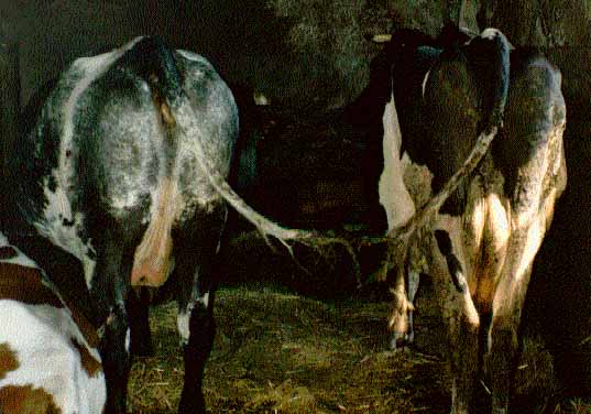 vaches &agrave; la queue leu-leu