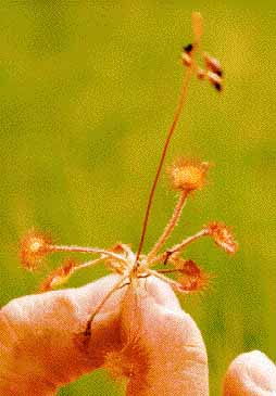 drosera 2